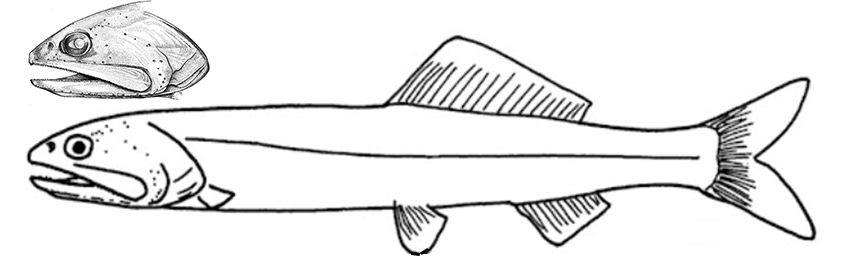 Bathylaco nigricans_0001.jpg